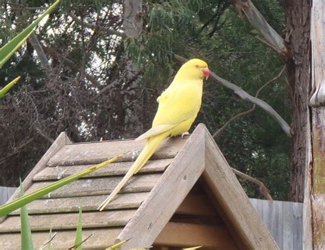 Yellow Bird Identification | BIRDS in BACKYARDS