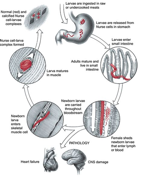 Parasidic Worms Animal Biology Spring 2010