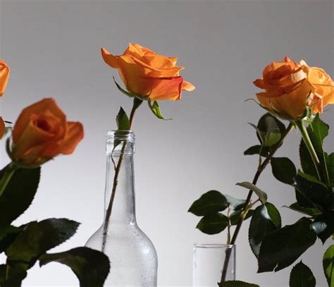 Orange Rose Meaning: Symbols of Passion in Floral Language – Eternity ...