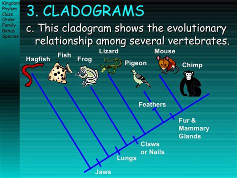 Taxonomy Ppt