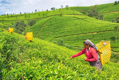 Nuwara Eliya A Tranquil Haven In The Misty Hills Of Sri Lanka Green