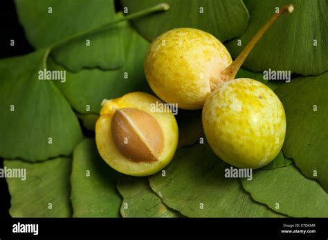 Close Up Of Ginkgo Biloba Fruit Stock Photo Alamy