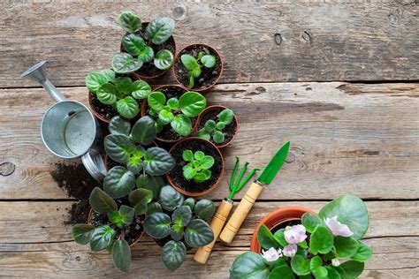 African Violet Plant Leaf