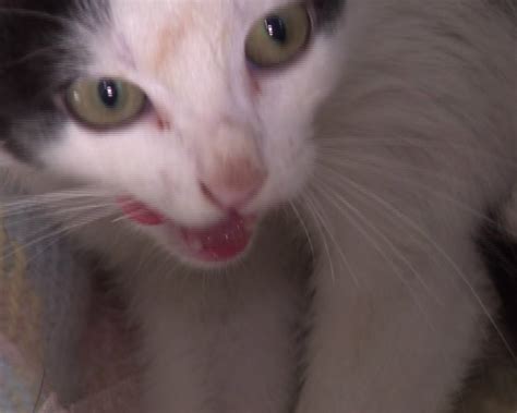 Moradores De Bairro De Curitiba Dizem Que Pelo Menos Gatos