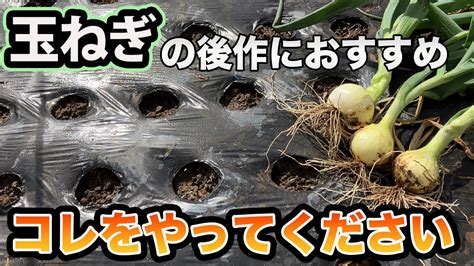 玉ねぎの後作にこれを育てると1番効率がいい野菜 YouTube