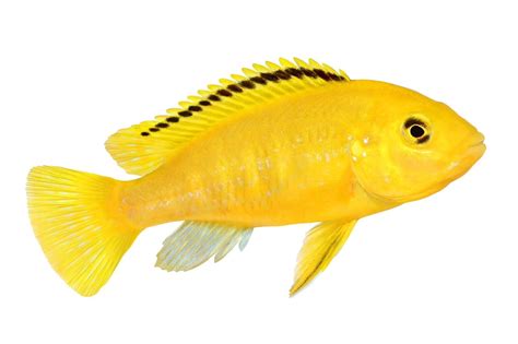 Yellow Lab Cichlid African Malawi Cichlid Labidochromis Caeruleus