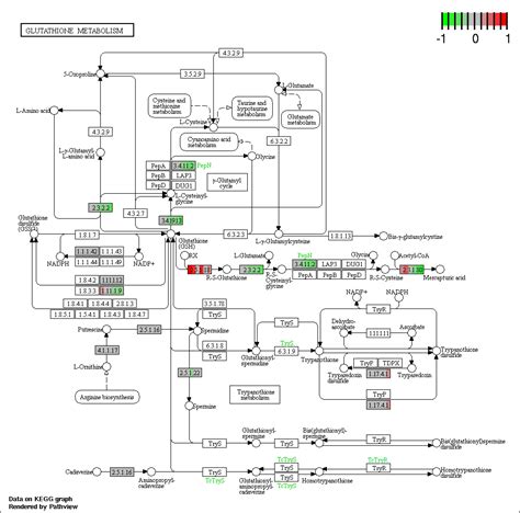 Glycan Biosynthesis And Metabolism