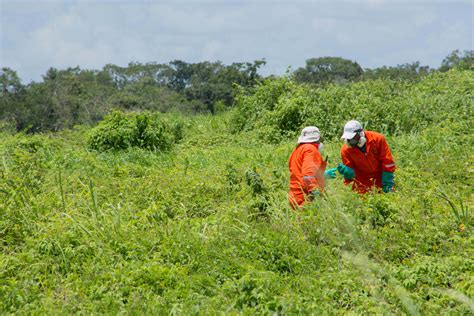 Subraya Agricultura Acciones Fitosanitarias Para Combatir La Langosta