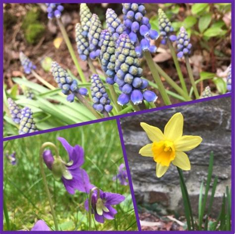 Fleuriste Isabelle Feuvrier Dans Mon Jardin