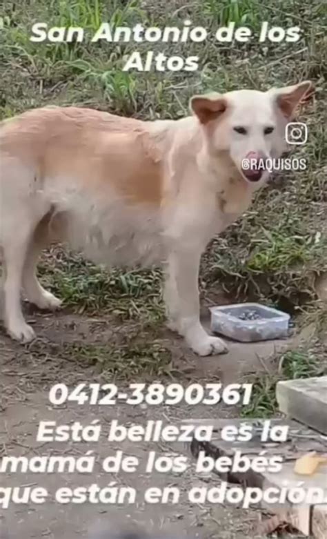 Perritosdevenezuela On Twitter Perritos En Adopci N Responsable Por