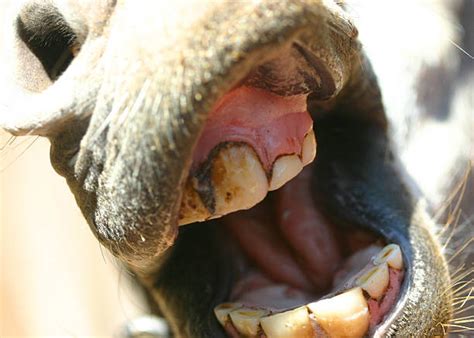 Best Donkey Teeth Stock Photos, Pictures & Royalty-Free Images - iStock