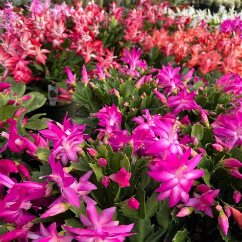 Shop 'Thanksgiving Cactus - Schlumbergera truncata' Care and Info