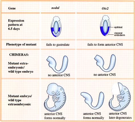 Axis Development And Early Asymmetry In Mammals Cell