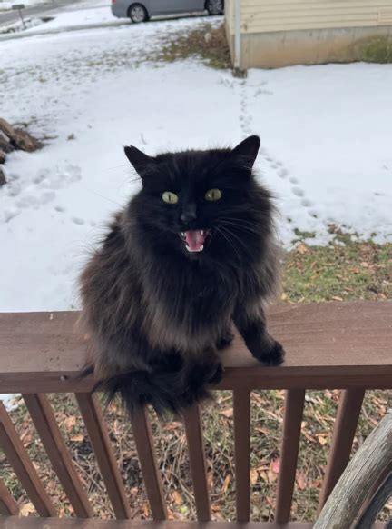 Potret Lucu Kucing Hitam Marah Marah Lagi Tantrum Brutal