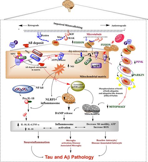 Schematic Overview Representing The Role Of Mitochondrial Quality