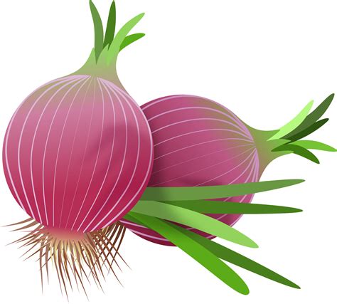 Onionss Clip Art Library