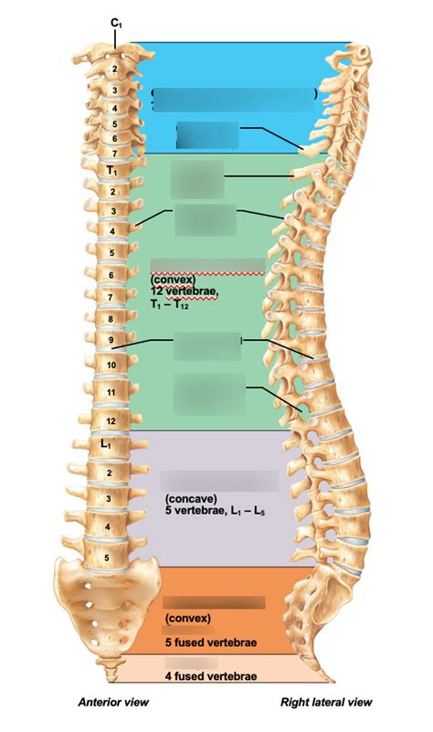 The Vertebral Column Diagram Quizlet