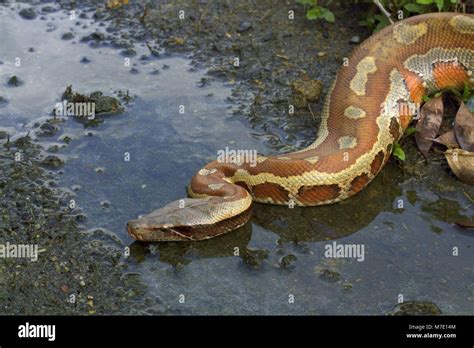 Malaysian Blood Python Stock Photo Alamy