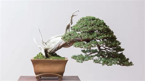 Bonsai Mirai: Choosing Your Ceramics : Bonsai