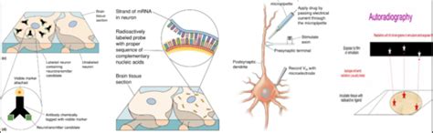 Lesson Neurotransmitter Systems Flashcards Quizlet