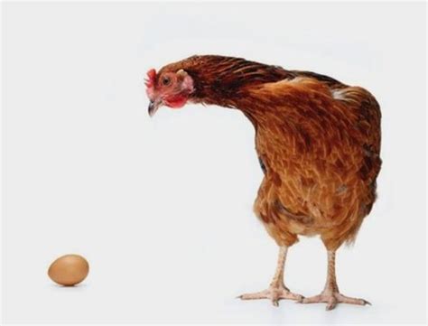 Qué Fue Antes ¿el Huevo O La Gallina La Ciencia Responde