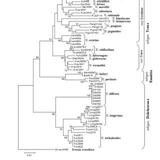 Nj Tree Based On Sequences Of Its Regions Including S Rdna Bp