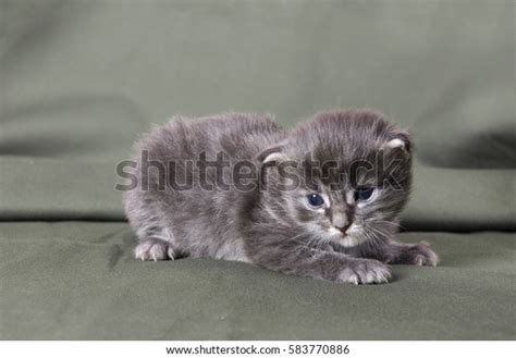 Blue Maine Coon Kitten 2 Weeks Stock Photo 583770886 | Shutterstock