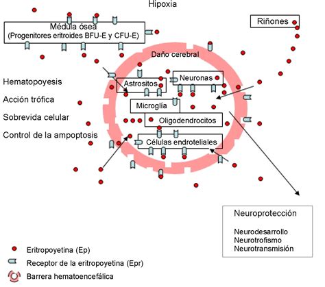 La Eritropoyetina Un Neuroprotector Potencial