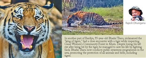 An Encounter With Tigers In Bardiya