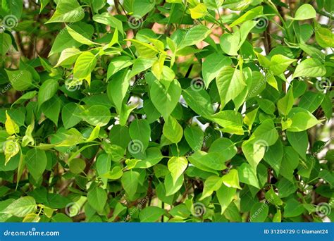 Hojas Frescas Del Verde En Primavera Imagen De Archivo Imagen De