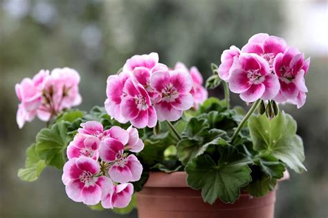 Geranium Flower Meaning Symbolism And Colors Pansy Maiden