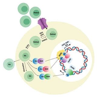 Retinoic acid (RA) signaling pathway. Retinoic acid is synthesized ...