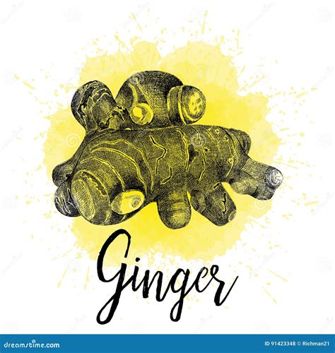 Ginger Hand Draw Sketch Root Herbal Spice Three Fresh Gingers And