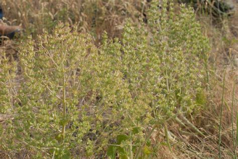 Mediterranean Sage The Idaho Weed Awareness Campaign