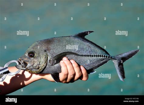 Fish Called A Jack At Phyllis Lee Blog