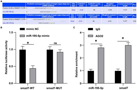 Frontiers Microrna P Downregulation Inhibits Endothelial