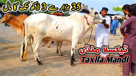 Today Taxila Mandi Latest Update 21 July 2023 2024 K Liy Chota Or