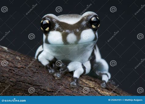 Amazon Milk Frog Stock Photography 45753914