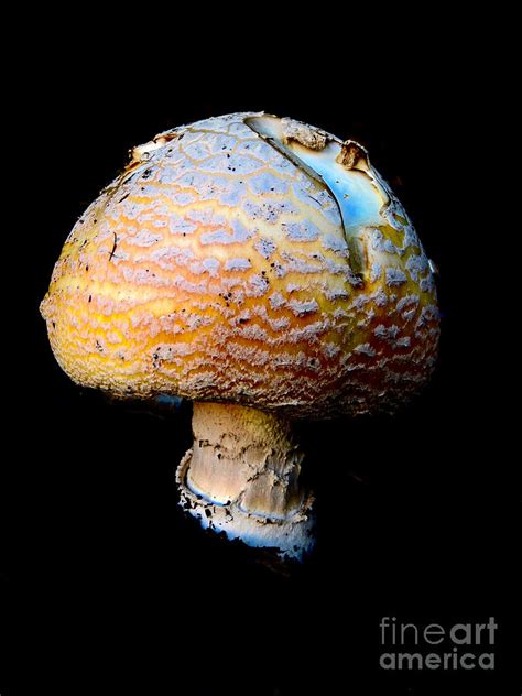 Funky Mushroom Photograph By Beth Myer Photography Fine Art America