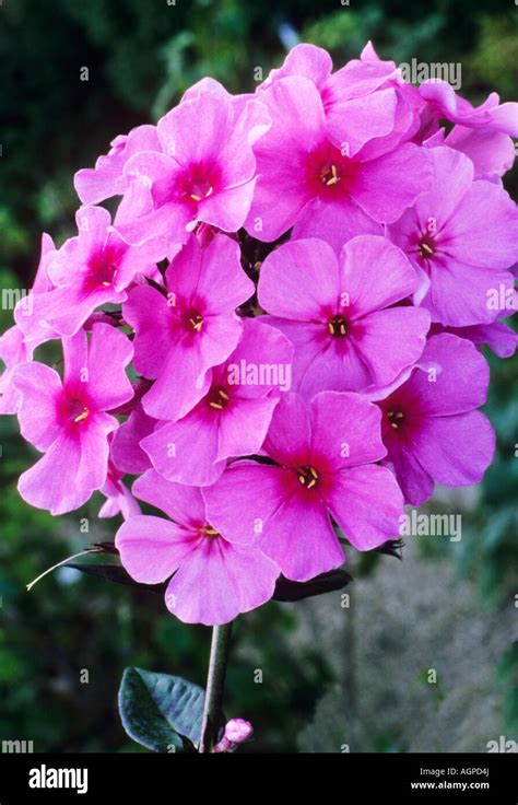 Phlox Paniculata Eva Cullum Pink Flower Garden Plant Stock Photo Alamy