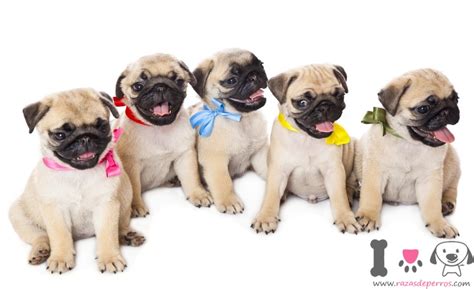 Precio Del Pug Razas De Perros