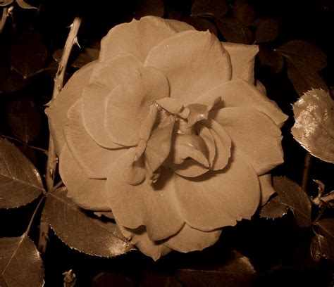 Rose In Sepia Rose In Sepia Karin Flickr