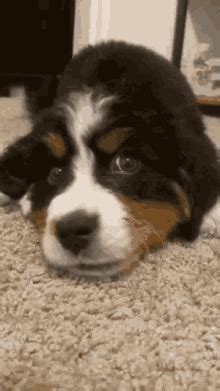 Puppylove Zoso GIF - Puppylove Zoso - Discover & Share GIFs