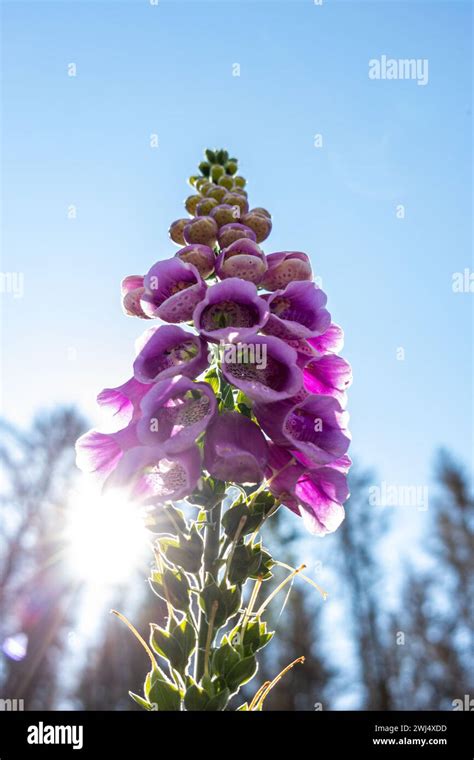 Red foxglove medicinal and poisonous plant Stock Photo - Alamy