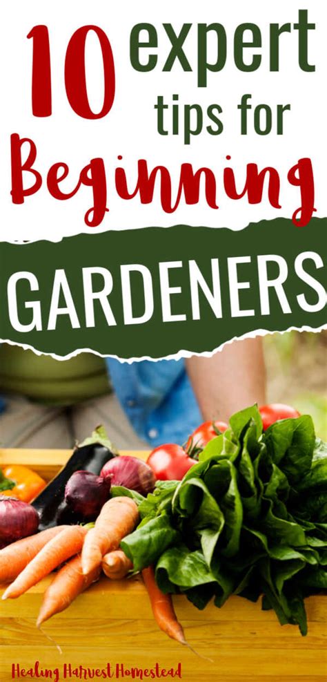 Tips For Vegetable Gardening Success For Beginners Tips All