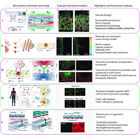 Representative Microfluidic Models For Functional Analysis The Figure