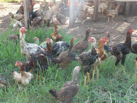 Ovos Galados De Galinha Indio Gigante R 8000 Em Mercado Livre
