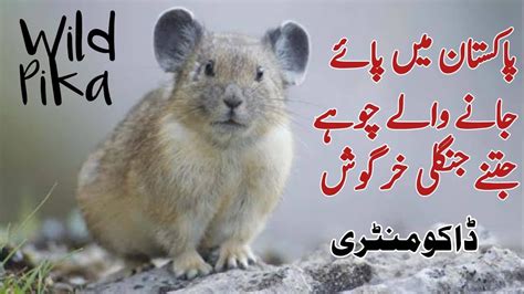 Wild Pikas Of Pakistan Status Info And Facts About Mouse Hares In