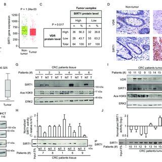 1,25(OH) 2 D 3 induces specific SIRT1 deacetylase activity ... 