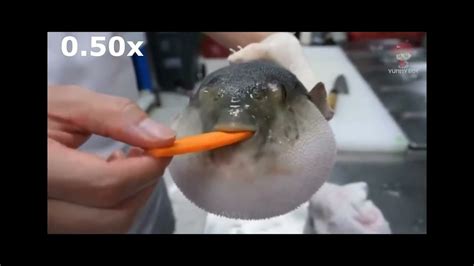 Slow Pufferfish Eating Carrot YouTube